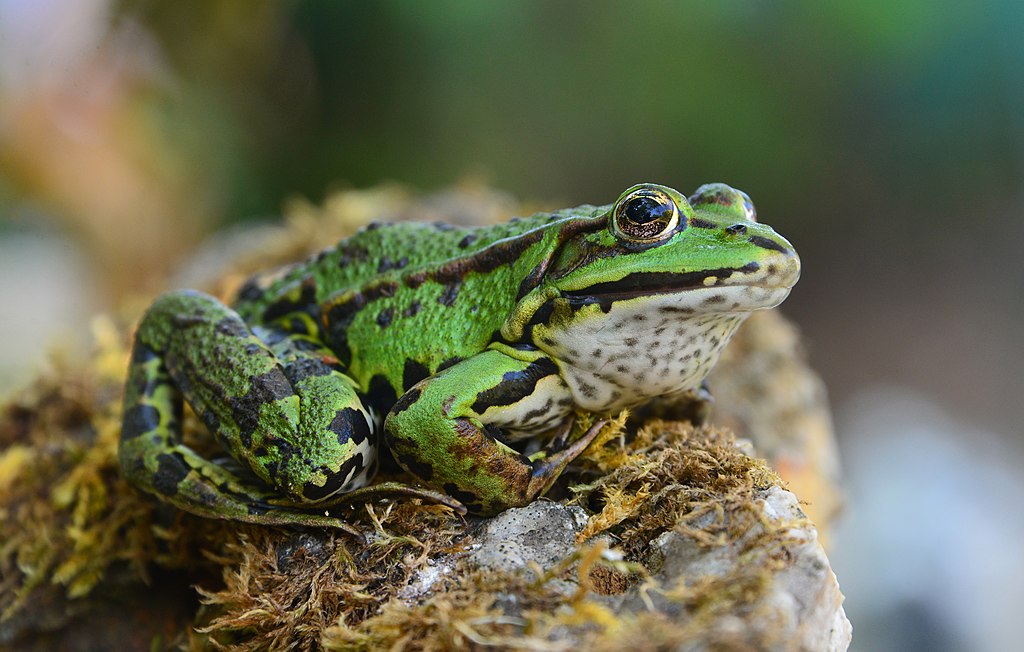 La Célèbre Grenouille Sauteuse Du Comté De Calaveras Suivi de population des grenouilles vertes | Observatoire du patrimoine