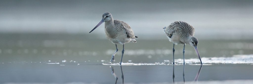 Barges à queue noie - Limosa limosa limosa