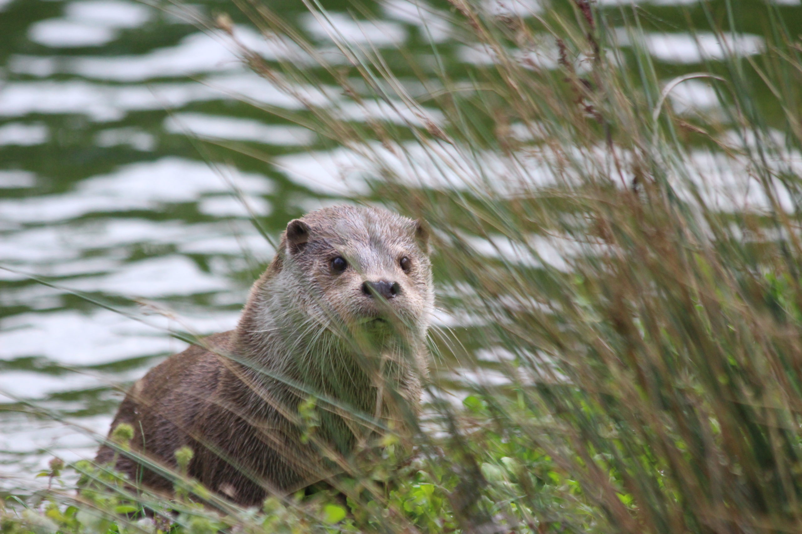 Loutre d'europe ©Delphine Decoene