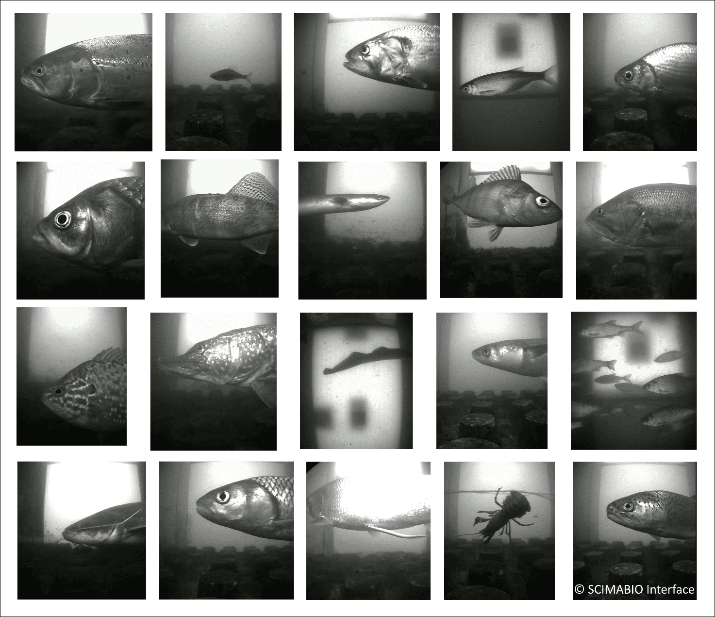 Différentes espèces de poissons filmées à la Sotterie Différentes espèces de poissons filmées à la Sotterie